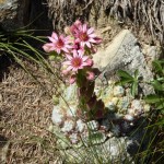 Vinschgau-P1010537 Vinschgau-P1010537