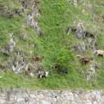 Vinschgau-P1010569 Vinschgau-P1010569