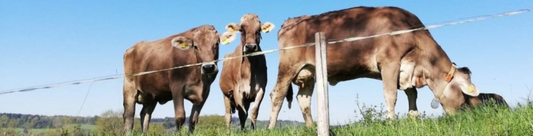 Schwäbischer Albverein | Ortsgruppe Wolfegg