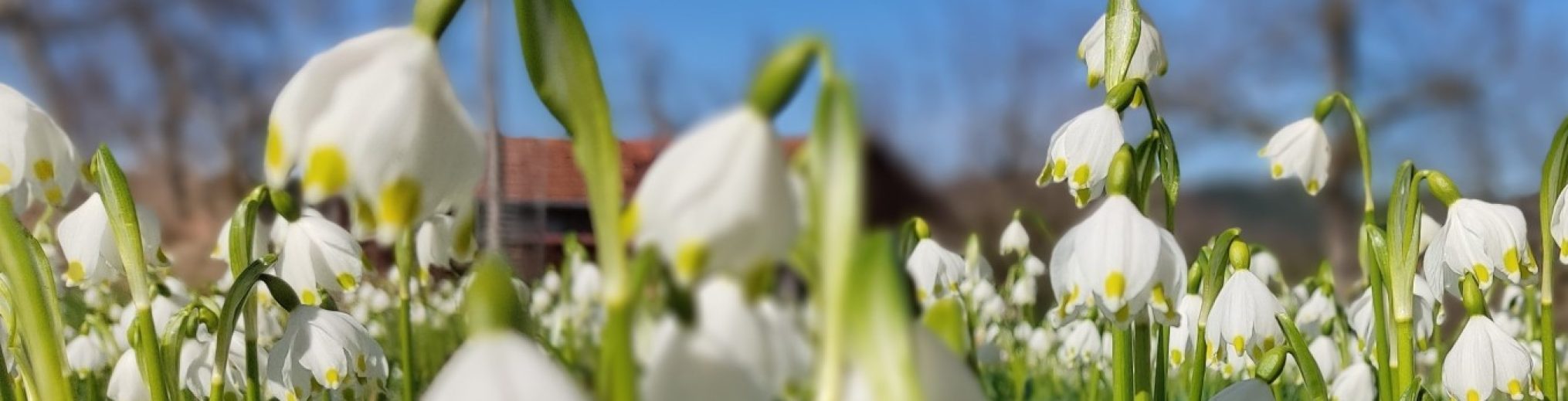 Schwäbischer Albverein | Ortsgruppe Wolfegg